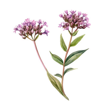 Hand-painted watercolor artwork of Valerian, isolated on white background