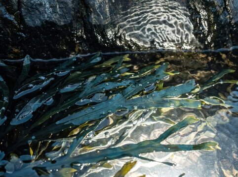 Kelp Blades Shimmering in Rocky Tide Pool Light