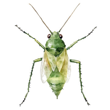 Watercolor clipart of Aphid, isolated on white background