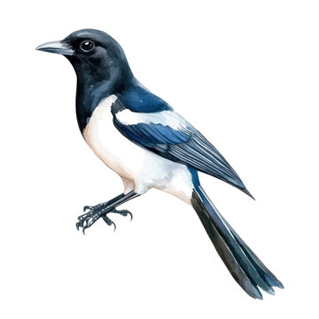 Watercolor drawing of Magpie, on clean white background
