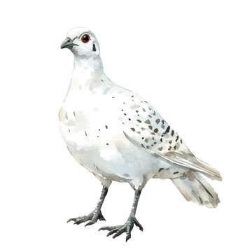 Ptarmigan, watercolor design element isolated on white background
