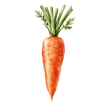 Carrot, isolated watercolor element on white background