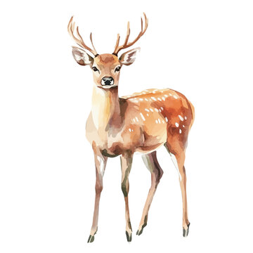Deer, watercolor illustration isolated on white background
