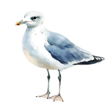 Watercolor clipart of Gull, isolated on white background