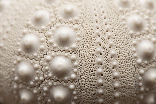 Detailed macro texture of an empty calcareous sea urchin test
