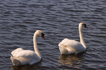A pair of white swans swim harmoniously on the clear water of a lake © Iana Andrushchenko