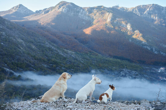 Bull Terrier dog, Labrador Retriever dog and Jack Russell Terrier dog sit together above a misty valley. Autumn mountain scenery creates a peaceful hiking and travel adventure.