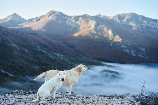 Bull Terrier dog and Labrador Retriever dog stand on a rocky mountain viewpoint. Misty autumn valley and distant peaks create a scenic hiking and travel adventure.