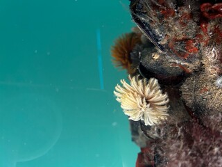 Feather worm in ocean © Lauren