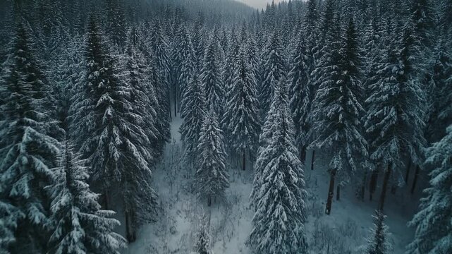 Snowy evergreen forest panorama with gentle wind blowing through trees during twilight