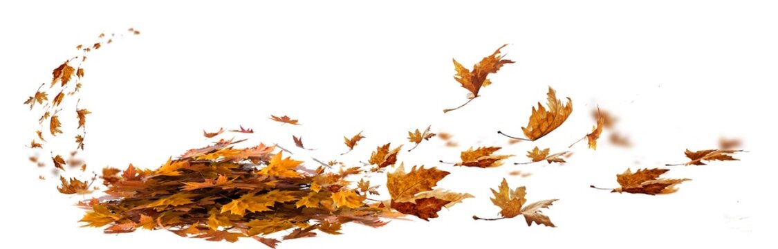 leaf leaves isolated autumn winter season background falling fall platanus tree wid air w