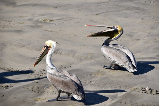 Two brown pelican birds standing on sand at the beach