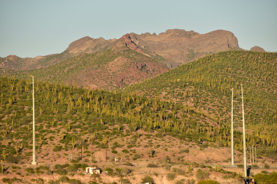 Large amount of cacti in the desert moutains in Baja California Sur, Mexico