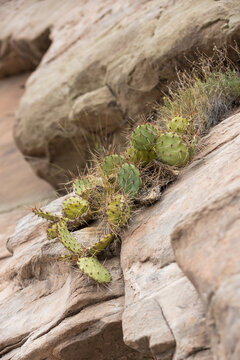 Native desert opuntia cactus clinging to a steep sandstone rock face
