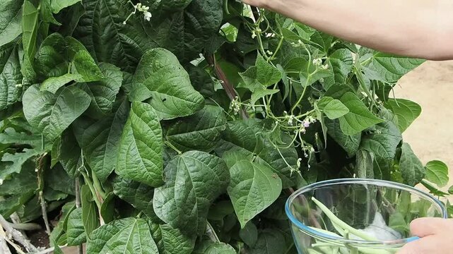Close-up view shows hands reaching into dense climbing vine, grasping green beans among heart shaped leaves, pale blossoms, and tangled stems in calm backyard garden under soft daylight