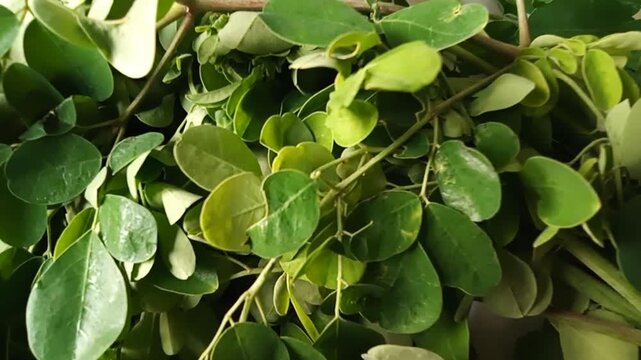 Fresh moringa green olaifera leaves.