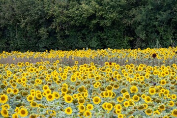 Obraz premium field of beautiful bright yellow sunflowers in Hampshire England
