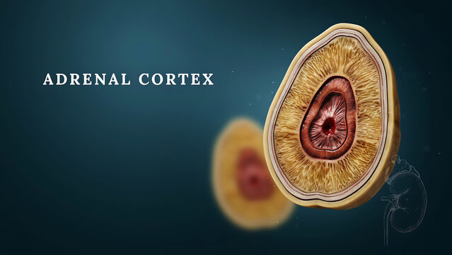 Medical illustration showing the cross section of human adrenal gland anatomy
