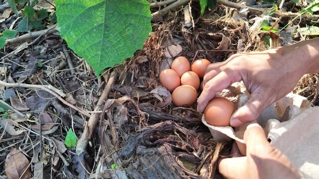 Collecting farm fresh brown eggs.