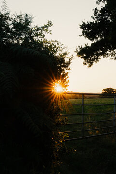 View of a sunburst shining through dense foliage and trees next to a metal farm gate overlooking a rural field at sunset in Fradswell, England, United Kingdom.