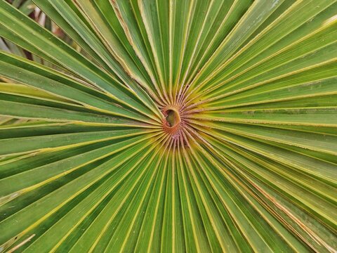 Top view macro of fan palm leaf green radial pattern texture background.