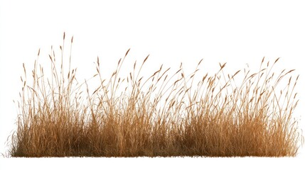 Obraz premium Wild dry grass isolated on white background, tall golden autumn reeds