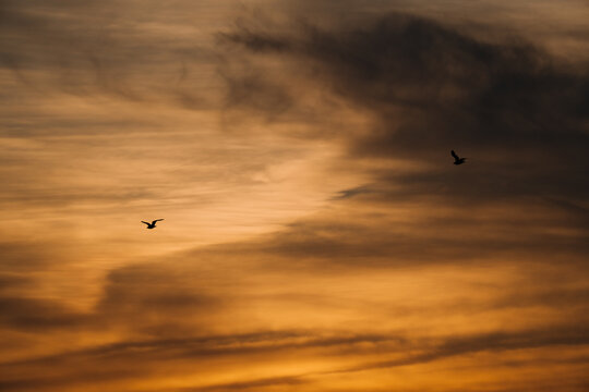 View of two birds flying against a dramatic golden sunset sky with soft clouds in Marloes, Wales, United Kingdom.