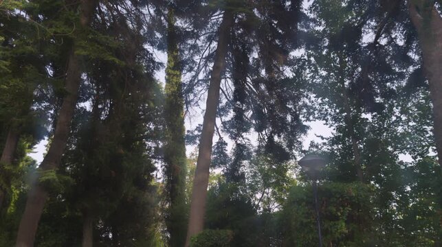 Chiome di grandi alberi nel parco cittadino di Saludecio