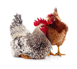 Rooster and brown hen standing isolated on white background. © ANASTASIIA