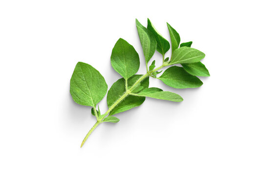 Fresh green oregano sprig herb isolated on a white background with green leaves culinary herb aromatic herb mint family pizza herb cut out
