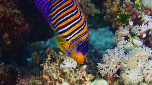 Poisson-ange duc nage dans du corail
