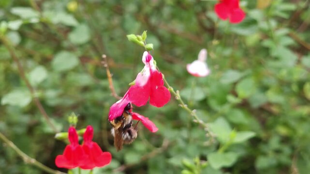 Foraging Bees on Salvia microphylla grahamii Hot Lips_
Red white Sage _ Sage plant in summer 