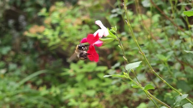 Foraging Bumblebee on Salvia microphylla grahamii Hot Lips_Red white Sage _ Sage plant in summer 
