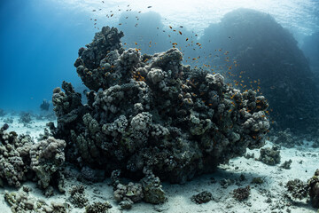 Exploring the coral reef near Safaga in the Red Sea of Egypt © Subphoto