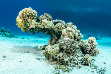 Coral reef formation at Safaga in the Red Sea of Egypt © Subphoto