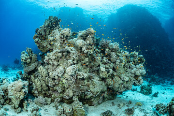 Coral reef life at Safaga in the Red Sea, Egypt © Subphoto