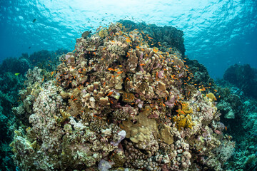Coral reef and marine life in Safaga, Red Sea, Egypt © Subphoto