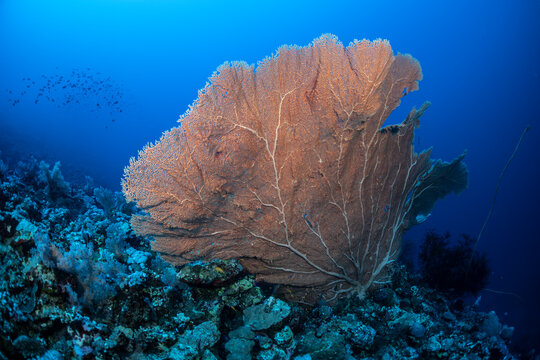 Unique coral reef structure in Safaga, Red Sea, Egypt
