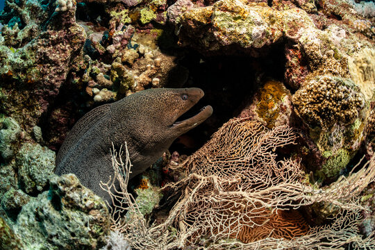 Giant moray hunting in coral reef near Safaga, Red Sea, Egypt