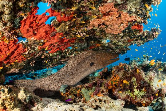 Giant moray eel swims in coral reef of Safaga, Red Sea, Egypt