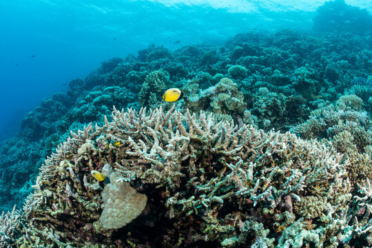 Coral reef ecosystem in Safaga, Red Sea, Egypt showing marine life