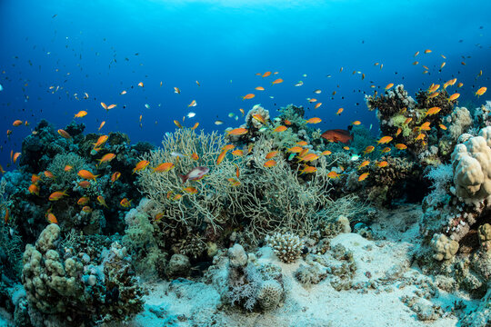 Underwater scene with sea goldie in Safaga, Red Sea, Egypt