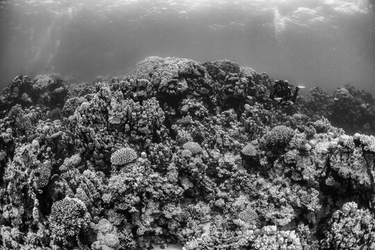 Technical diver exploring coral reefs in Safaga, Red Sea, Egypt