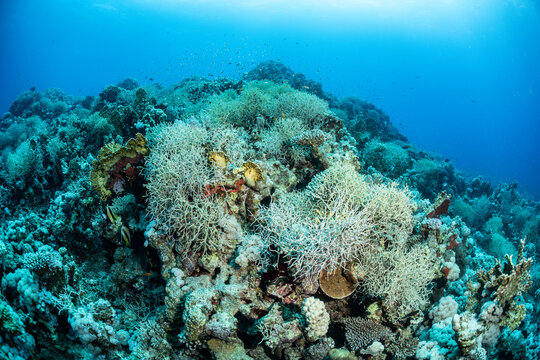 Exploring the reef life in Safaga, Red Sea, Egypt