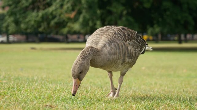 A wild greylag goose grazes on green grass in Rosenborg Park in Copenhagen. Close view of the ancestor of domestic poultry. An agricultural and biological concept of free-range bird feeding.