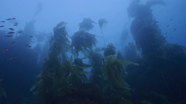 Schools of small fry pass through upper kelp canopy.