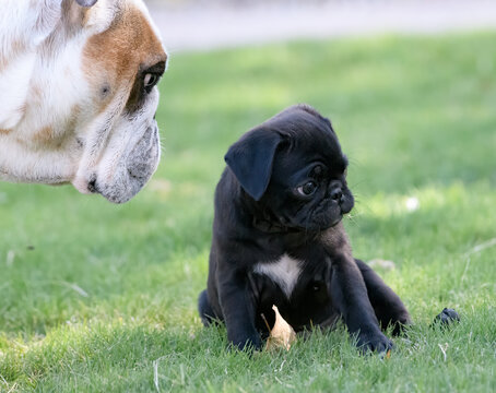 Pug puppy playing in the grass with a bulldog overseeing the fun