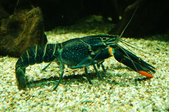 Side profile close up of an Australian red claw crayfish (Cherax quadricarinatus), a crab with red claws in a river in Queensland, Australia
