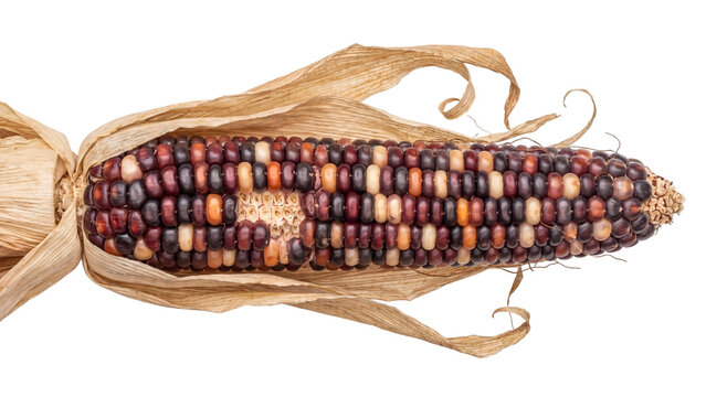 Indian corn ear isolated PNG on transparent background