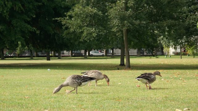 Wild geese graze on a green lawn in Rosenborg Park in Copenhagen. Urban wildlife peacefully coexists with the city nature. A flock of birds roams an open public garden in a European capital.